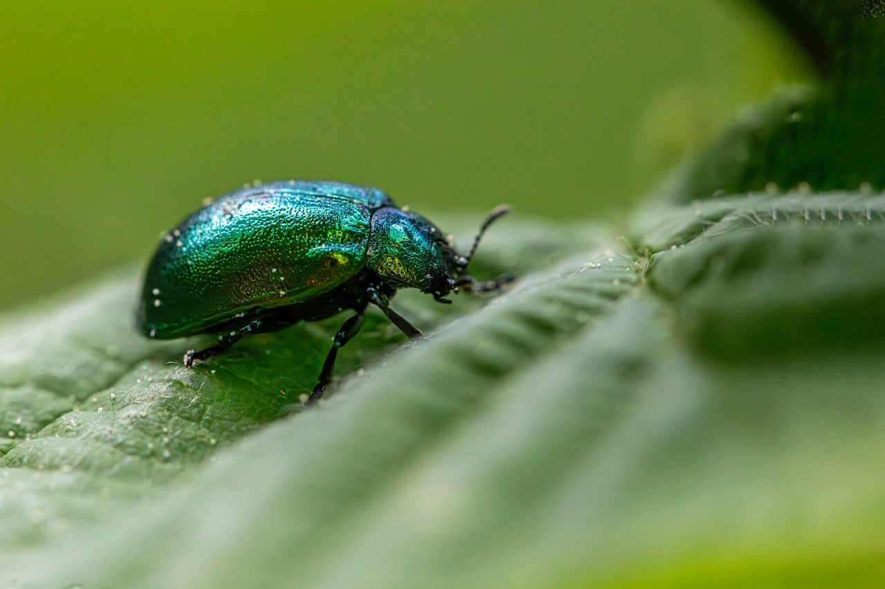 découvrez l'importance de la biodiversité, son rôle crucial dans les écosystèmes et les actions pour la préserver.