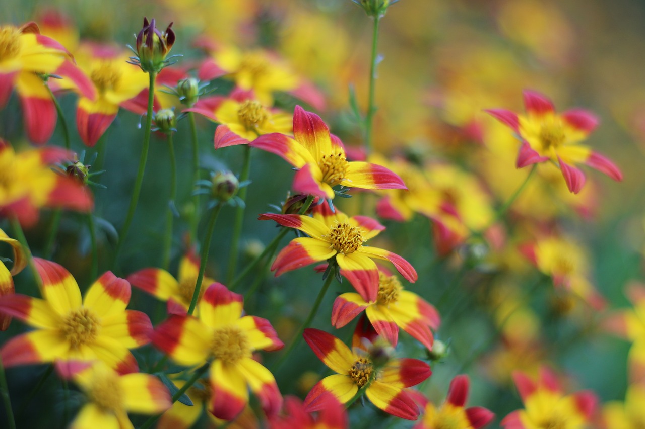 découvrez la beauté mystérieuse de cette fleur inconnue, une merveille naturelle qui intrigue et fascine les amateurs de botanique.