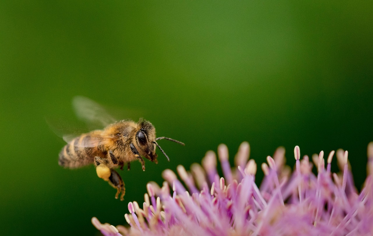 découvrez l'importance de la biodiversité, son rôle crucial dans l'équilibre des écosystèmes et les actions pour la préserver.