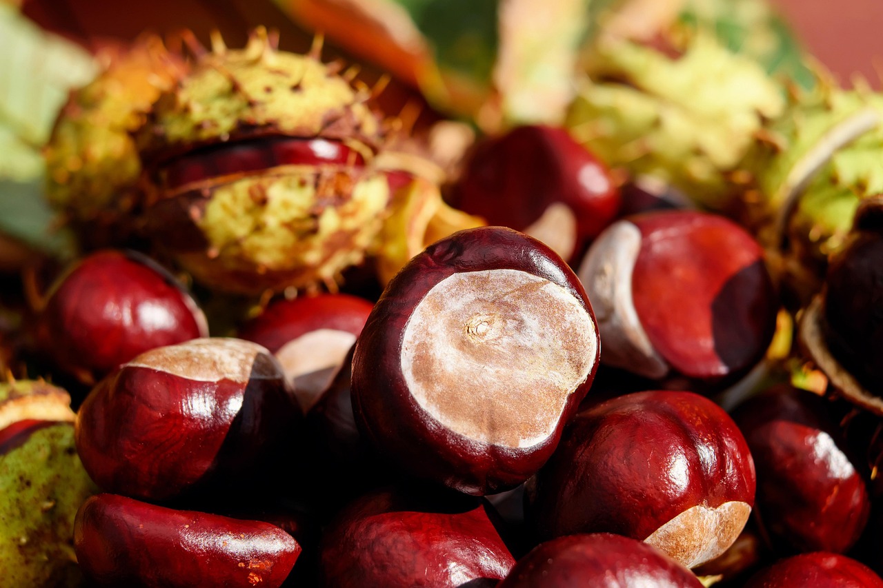 découvrez les bienfaits des produits saisonniers frais pour une alimentation saine et savoureuse tout au long de l'année.