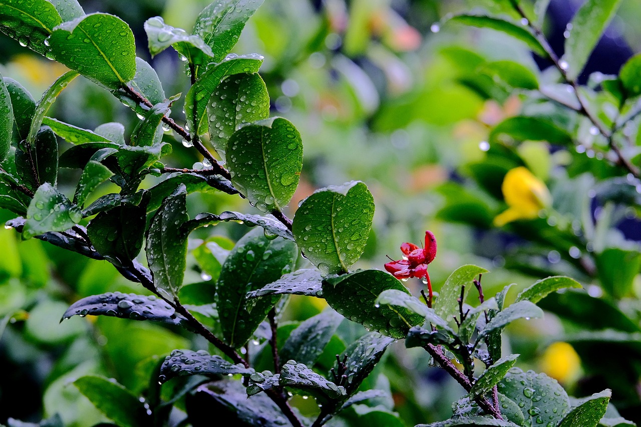 découvrez les techniques et avantages de la collecte d'eau de pluie pour économiser l'eau, réduire vos factures et protéger l'environnement.