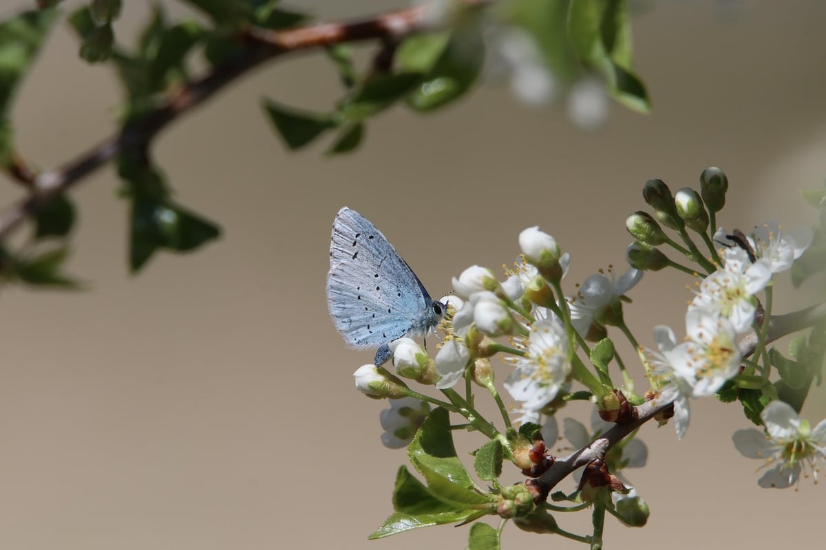 L’importance cruciale de la biodiversité pour notre planète