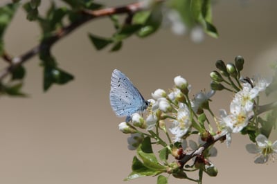 L’importance cruciale de la biodiversité pour notre planète