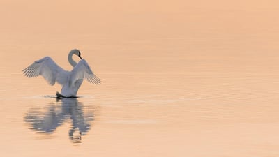 Conservation des espèces : un défi face à l’urbanisation et au climat
