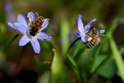 Biodiversité : pourquoi l’urgence passe encore inaperçue