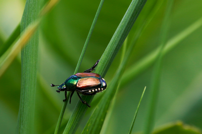 La biodiversité : notre rempart naturel le plus puissant face aux changements climatiques