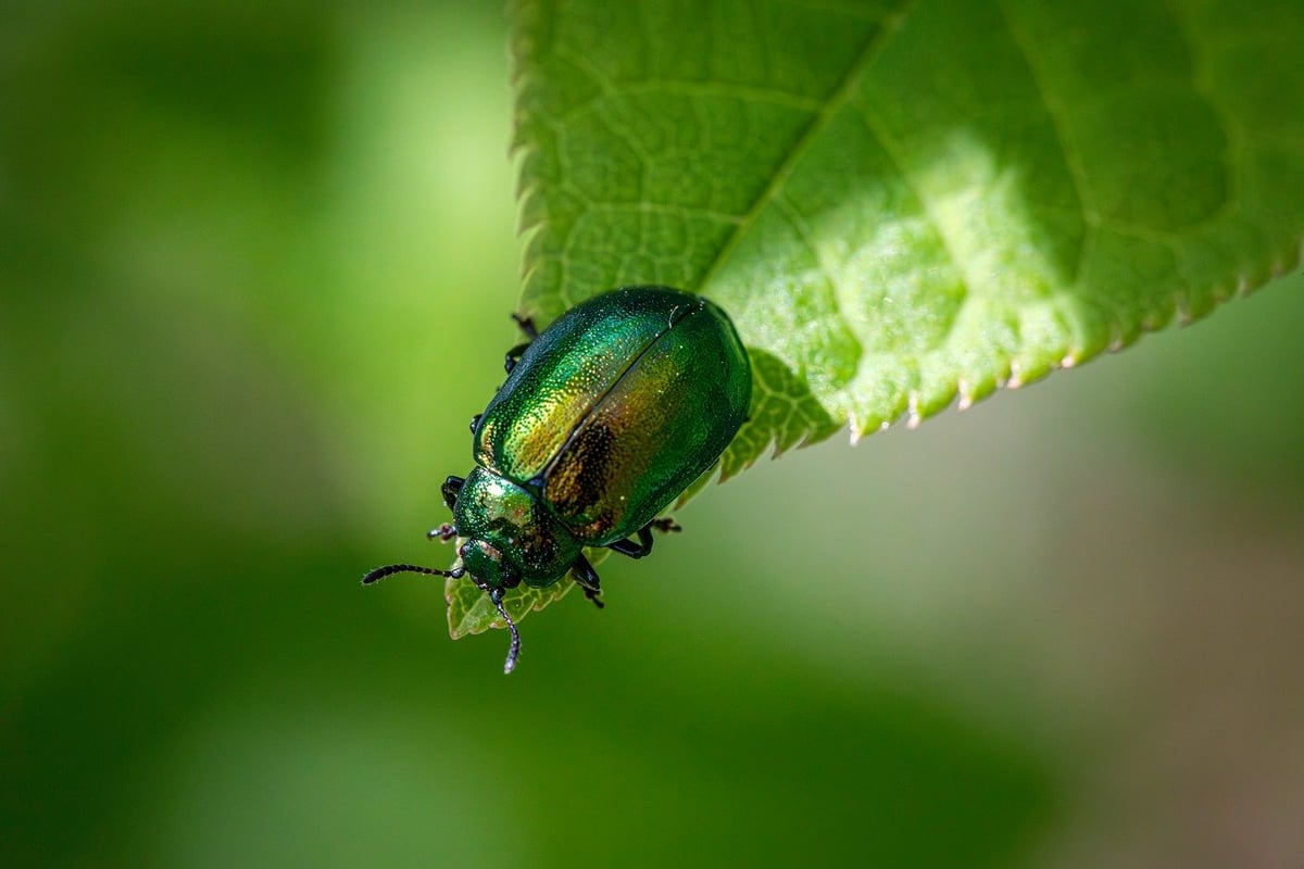 Biodiversité urbaine : comment favoriser la nature en ville