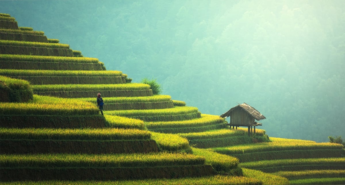 Agriculture durable : Les pratiques essentielles pour un avenir écologique