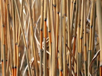 Énergies de la biomasse : une solution durable pour l’avenir énergétique