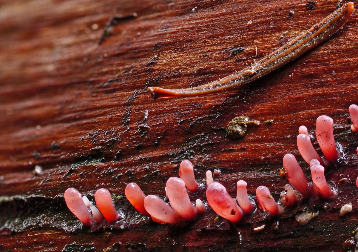 Bioadaptation : Comment les organismes s’ajustent aux changements environnementaux