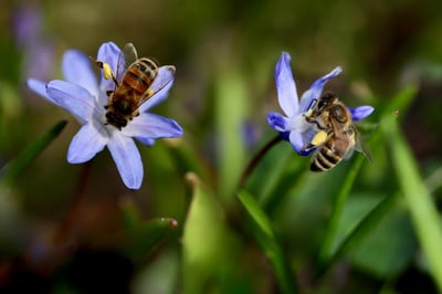 La jeunesse ivoirienne immortalise la biodiversité en péril à travers l’art de la photographie