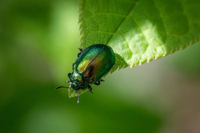 Intégrer la biodiversité dans les modèles économiques : un défi pour les entreprises