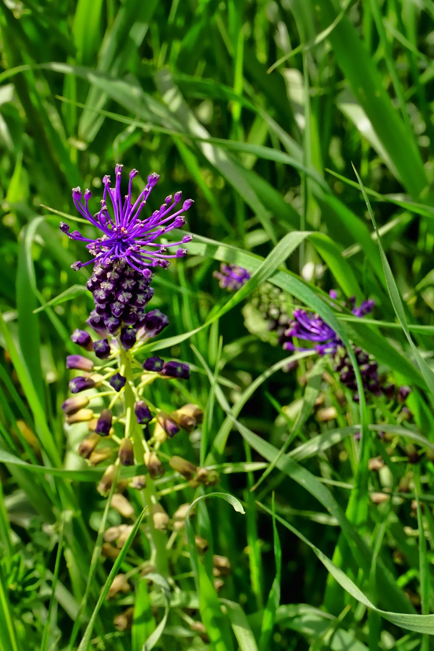 La mystérieuse fleur inconnue qui conquiert tous les massifs : découvrez pourquoi les jardiniers sont surpris…