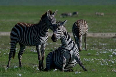 Sauvegarde de la flore : stratégies essentielles pour préserver notre biodiversité