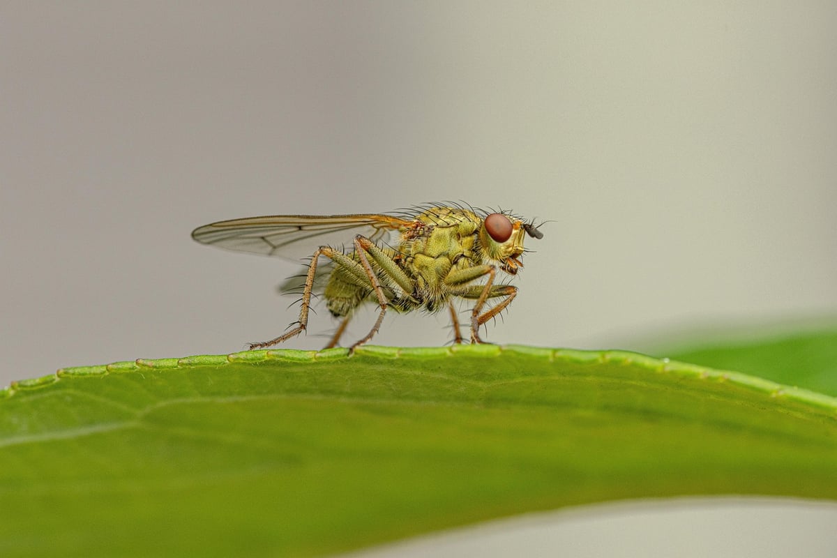 Biodiversité et politiques publiques : naviguer entre défis contradictoires et opportunités prometteuses