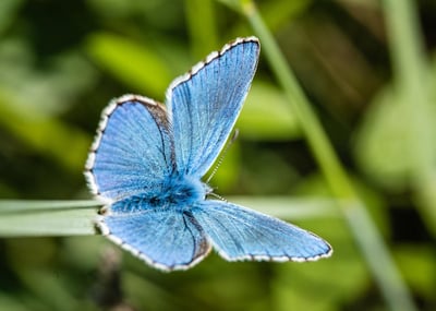 Financer la Biodiversité face aux Défis du Changement Climatique