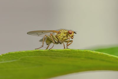 Comment la biodiversité soutient notre santé : un lien vital à préserver