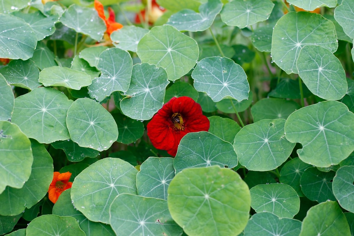 Adopter la permaculture : une approche durable