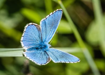 La perte de biodiversité : un problème commun à toutes les espèces et écosystèmes, selon un rapport révélateur