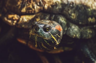 Slow life en 2025 : comment ralentir pour mieux vivre au quotidien