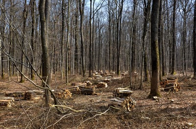 Filière verte : vers une économie durable et respectueuse de l’environnement