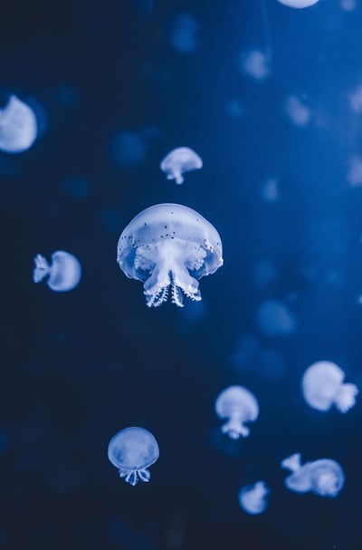 l’océan : un allié essentiel pour la biodiversité et le climat