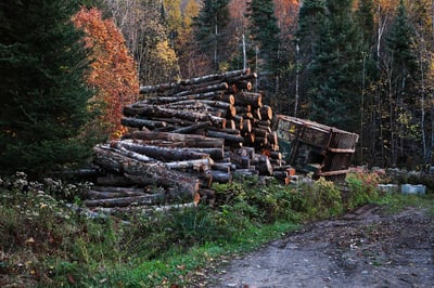Comprendre la déforestation et ses impacts sur notre planète