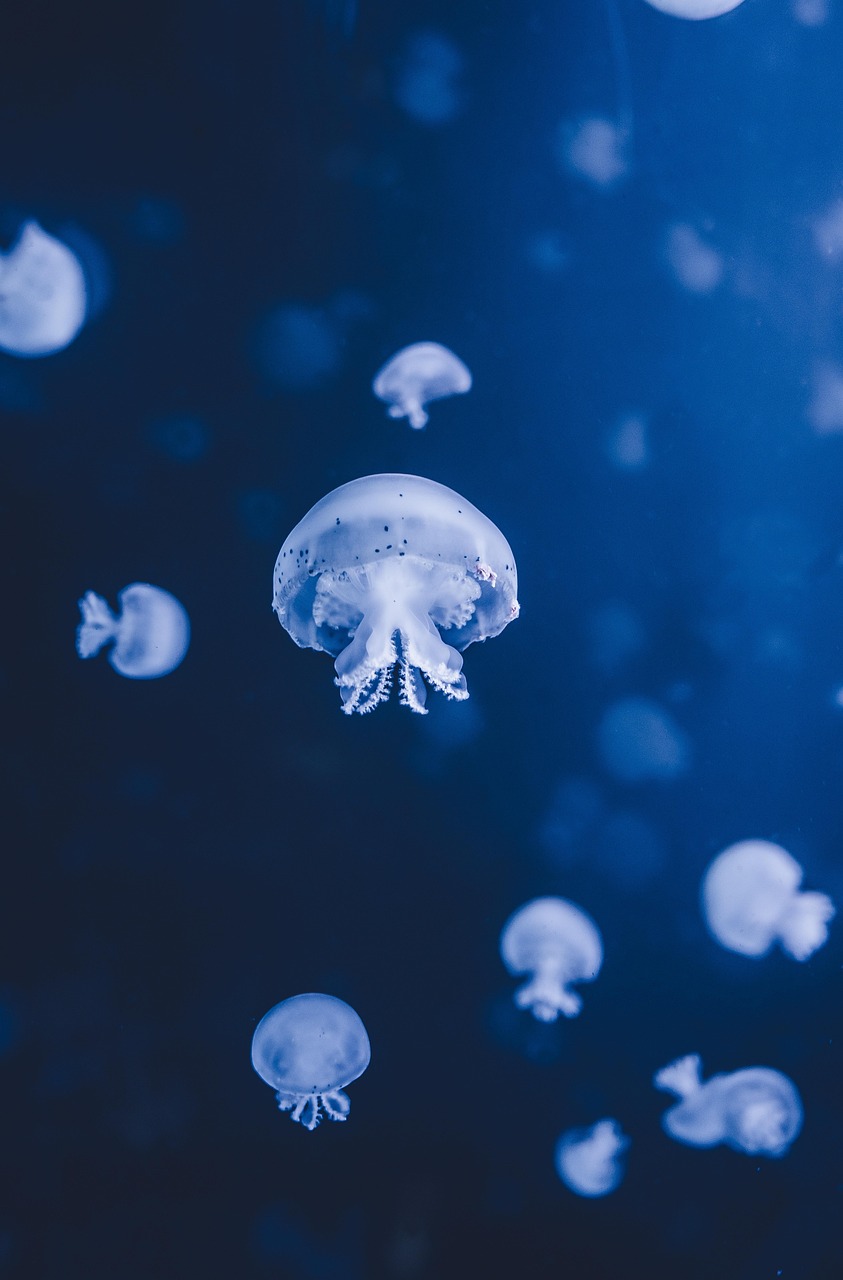 Amélioration de l’Alcalinité Océanique : Une Stratégie Innovante pour Lutter contre le Changement Climatique