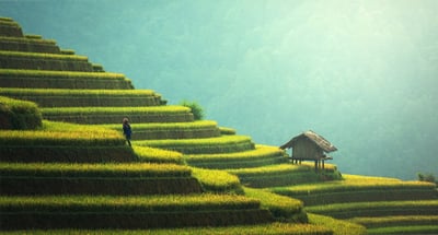 Méthodes de culture durables : comment optimiser votre jardin tout en préservant l’environnement