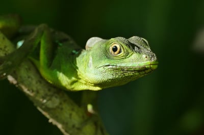 Biodiversité et politiques publiques : naviguer entre défis paradoxaux et nouvelles perspectives