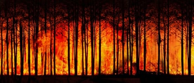 Changement climatique : impacts sur la biodiversité et solutions durables