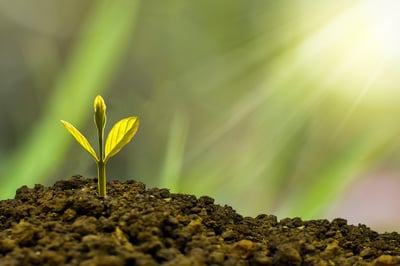 Plan d’action environnemental : stratégies pour un avenir durable