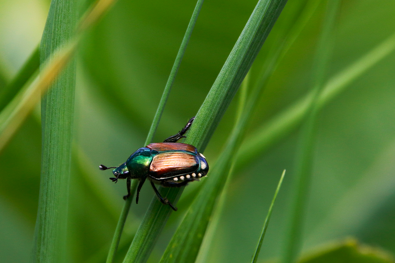 Un Grand Pas en Avant pour la Plaidoyer en faveur de la Biodiversité