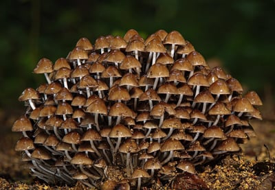 Propulser la biodiversité grâce à l’intelligence artificielle